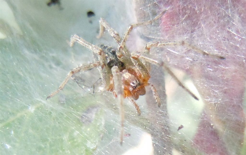 Agelena labyrinthica